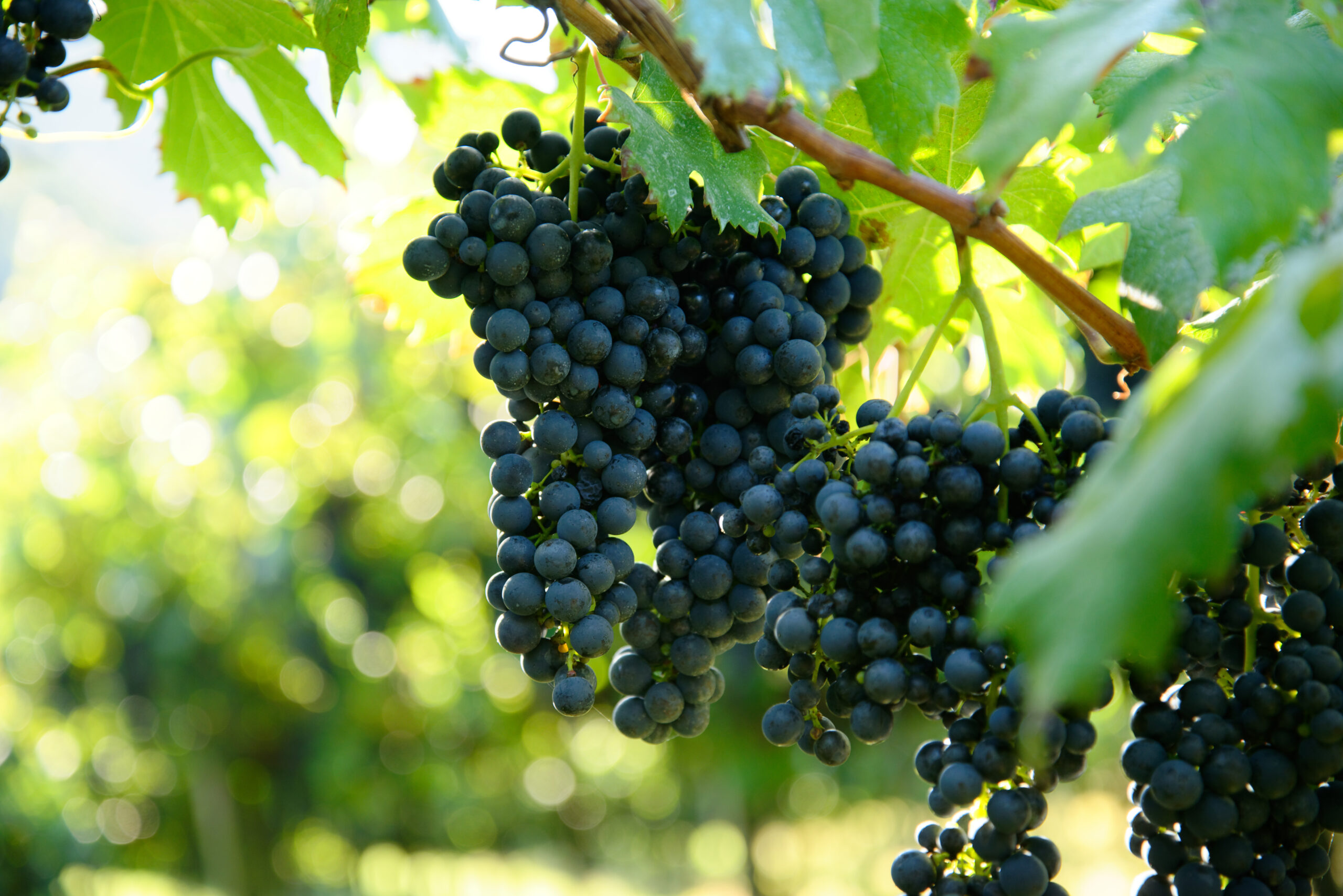 A selective focus shot of fresh ripe juicy grapes growing on branches in a vineyard